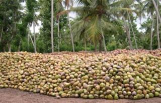 Kumarasen Iyer Coconut Mandi in Pondicherry listed in Suppliers