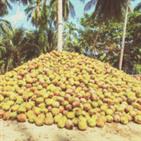 RVS Coconut sales in Pondicherry listed in Suppliers