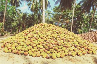 RVS Coconut sales in Pondicherry listed in Suppliers